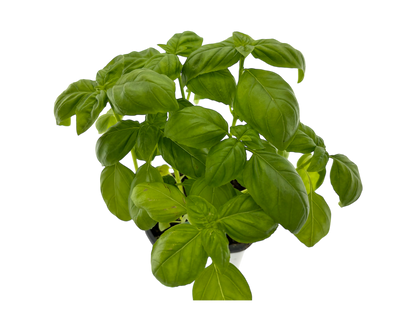 4" Genovese Basil