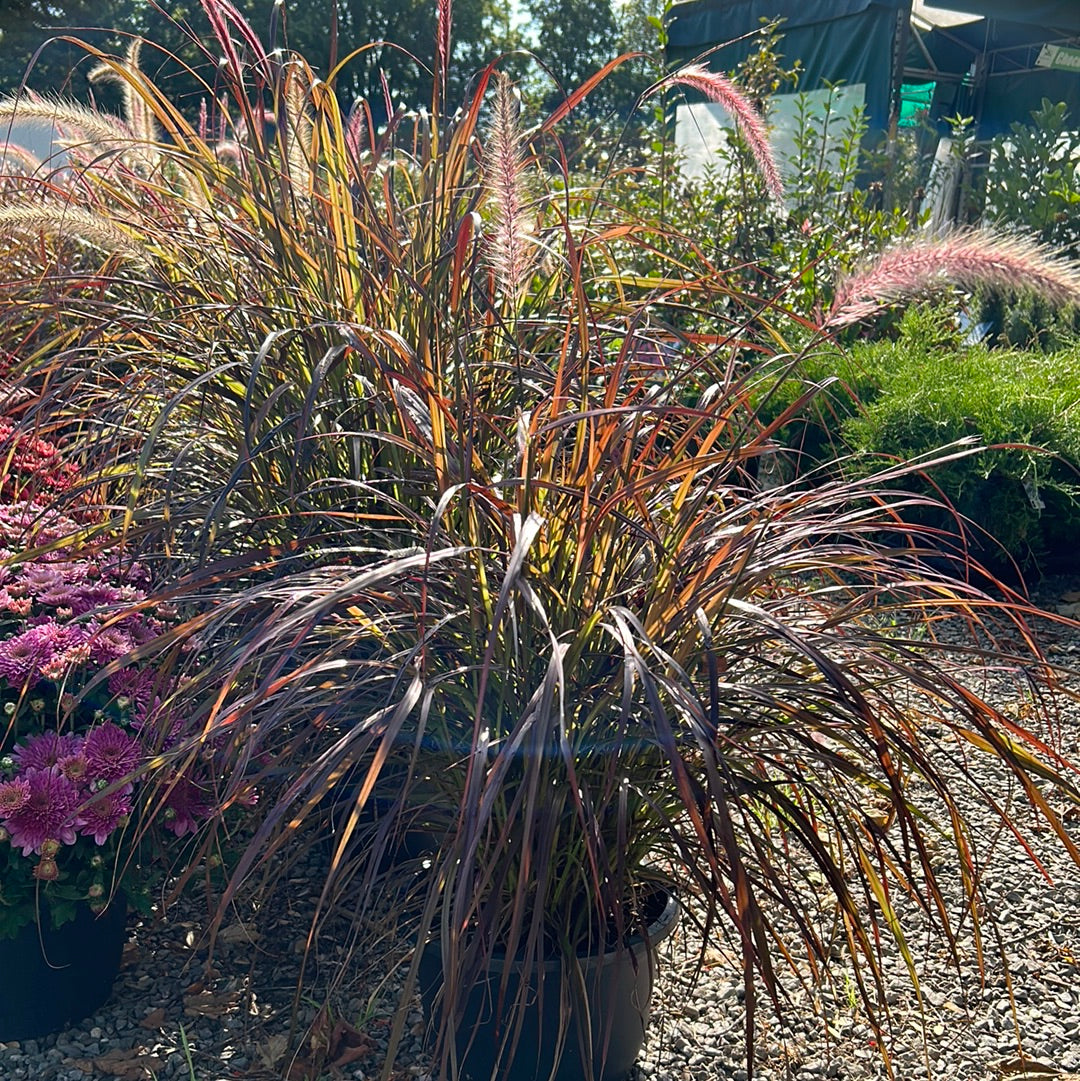 Purple fountain grass 10- inch
