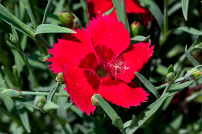 Fire Star improved pinks