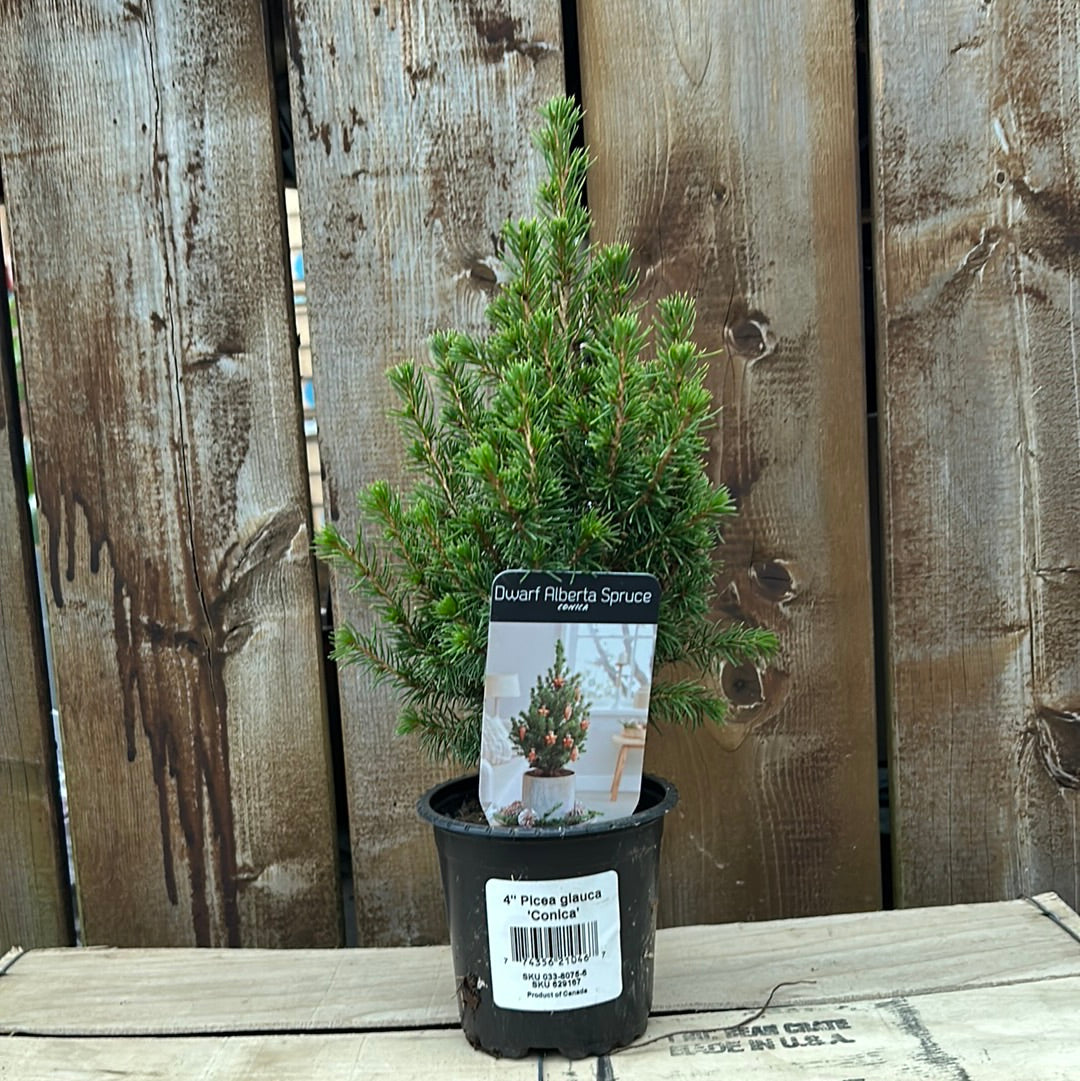 4” Dwarf Alberta Spruce