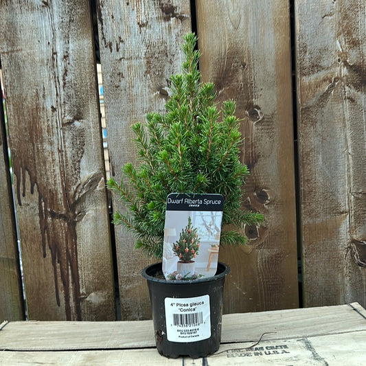 4” Dwarf Alberta Spruce