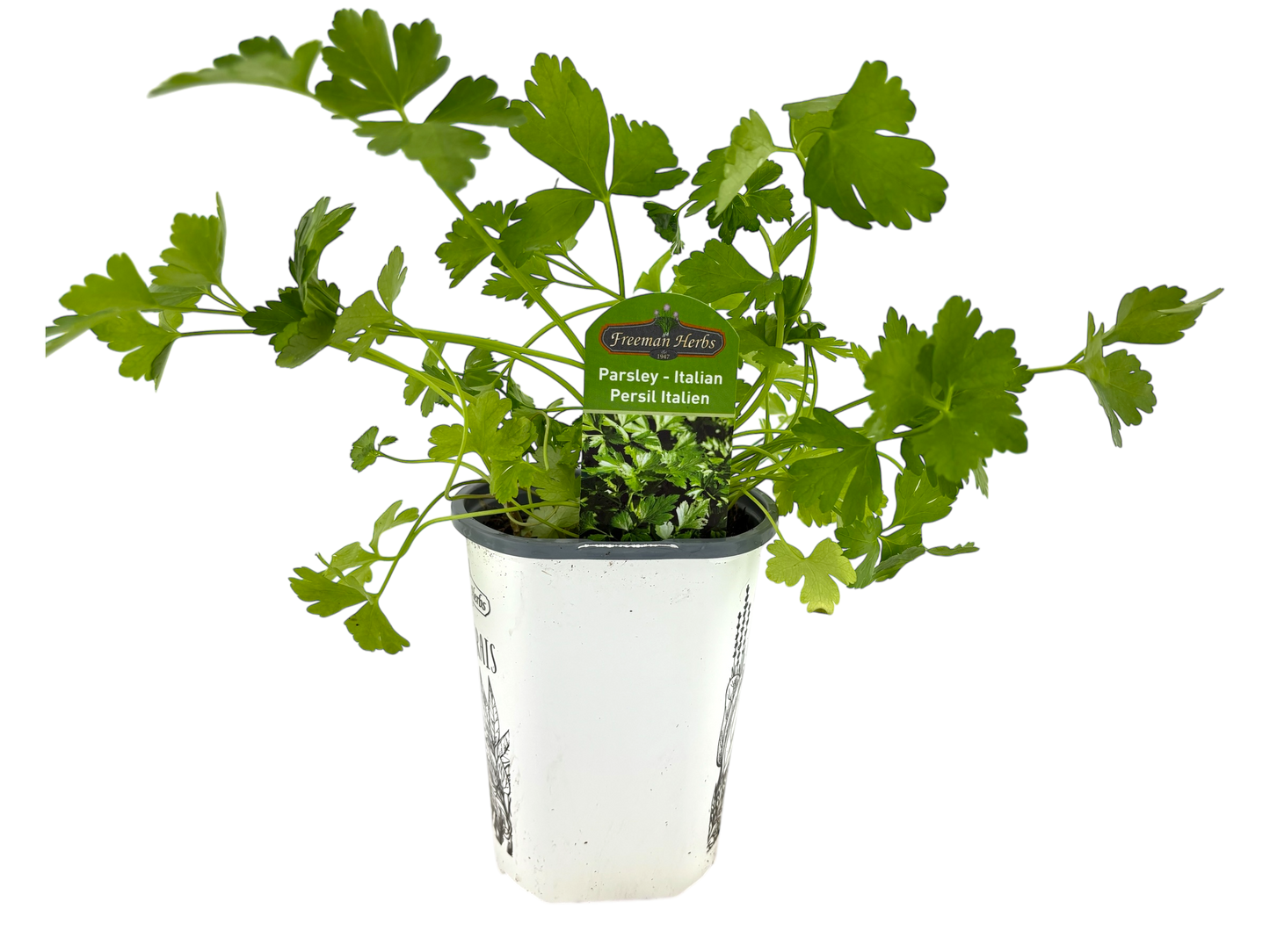 4" Parsley