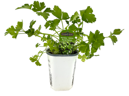 4" Parsley