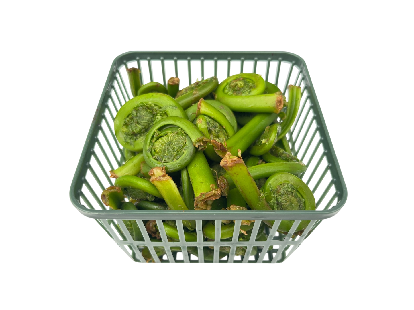 1 Quart Fiddleheads
