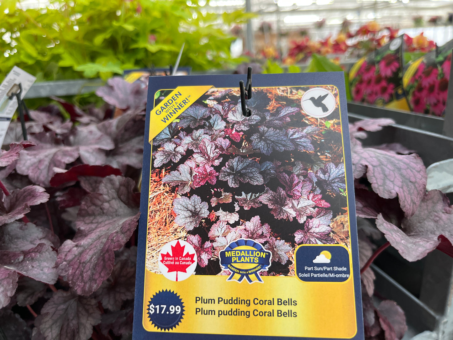 Plum Pudding Coral Bells