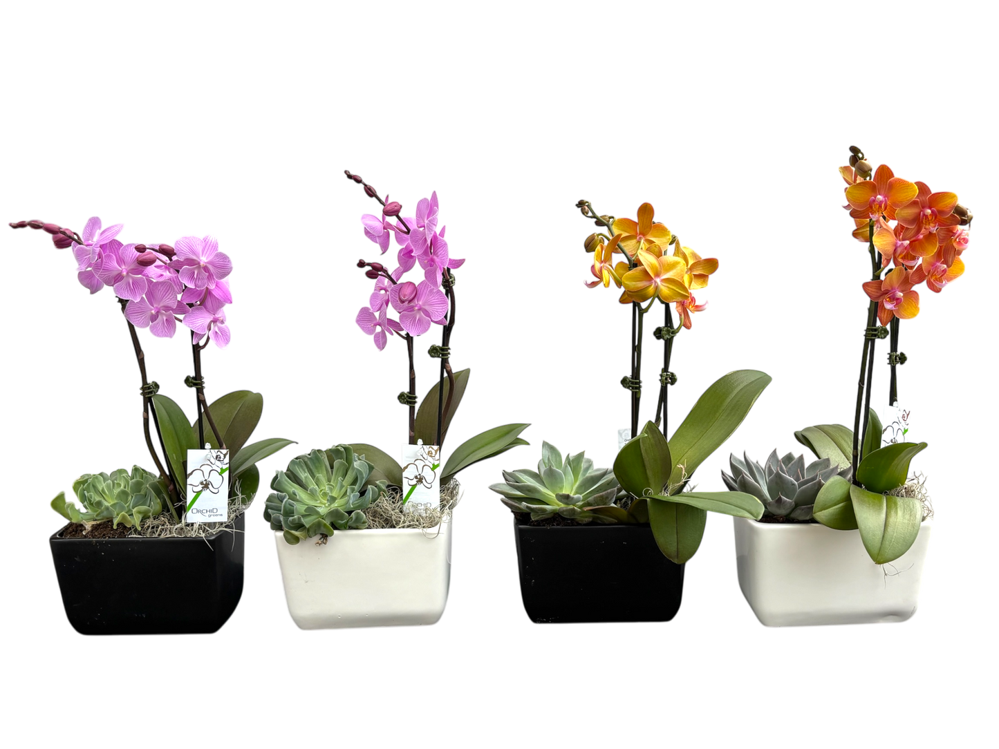 Orchid Succulent Garden