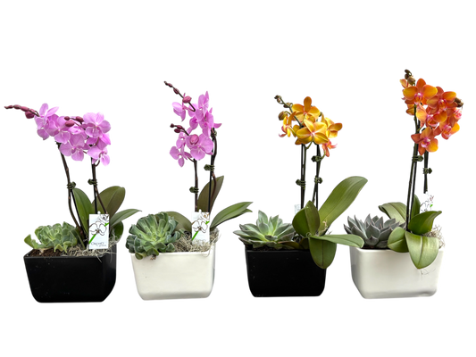 Orchid Succulent Garden