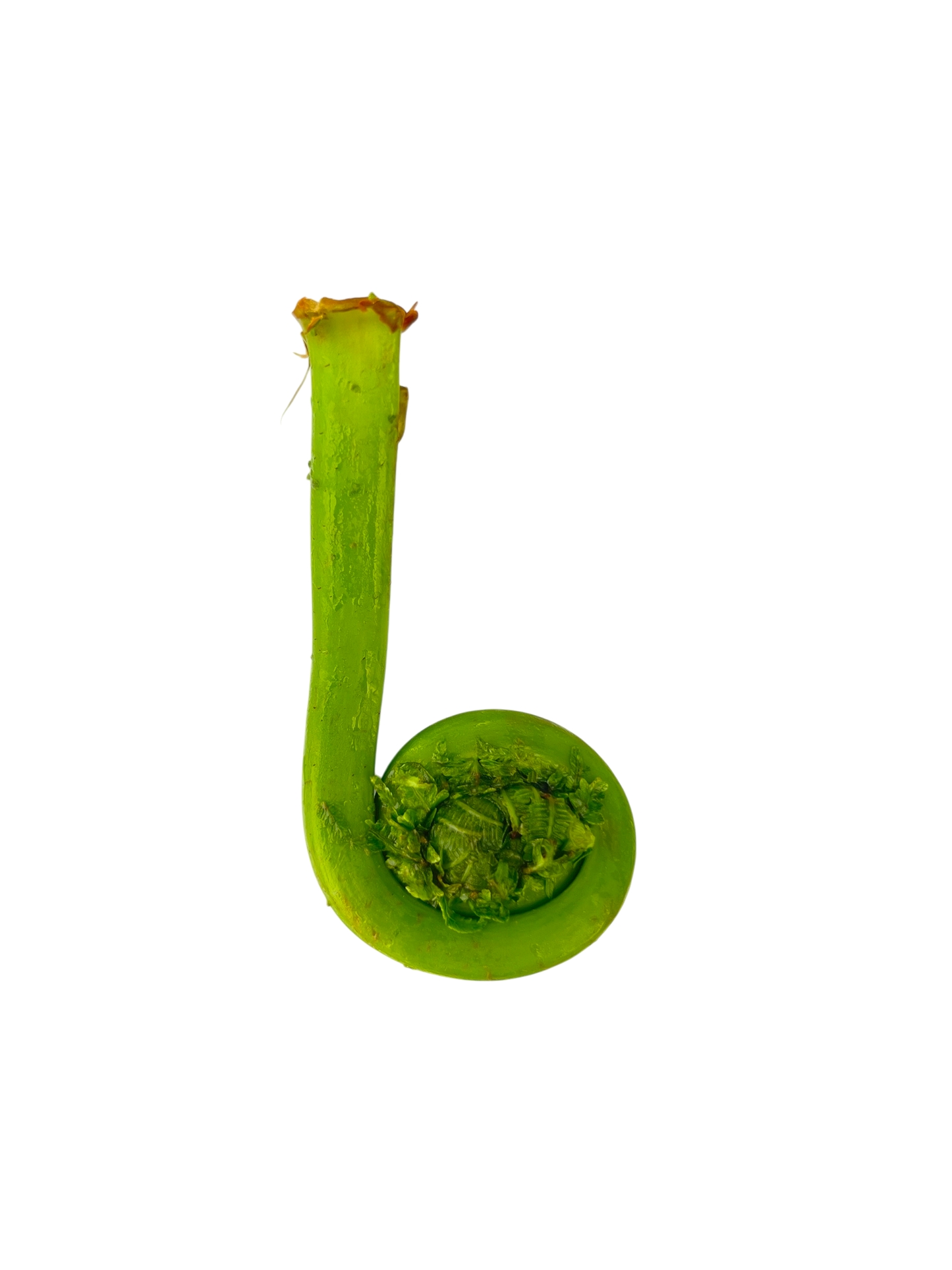 1 Quart Fiddleheads