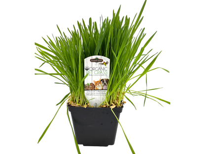 4" Organic Pet Grass