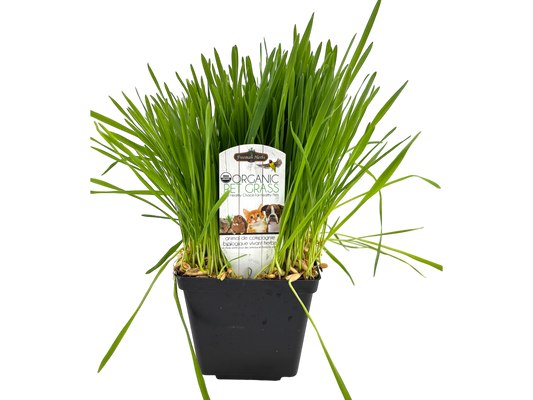4" Organic Pet Grass