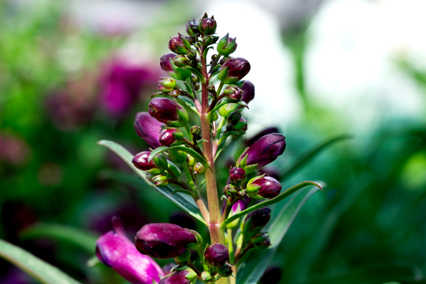 Pristine nightshade