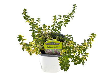 4" Thyme