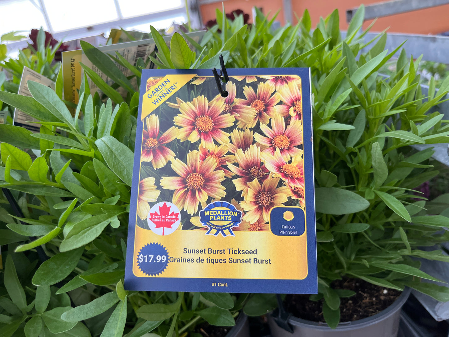 Sunset Burst Tickseed