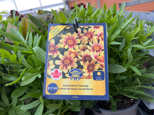 Sunset Burst Tickseed