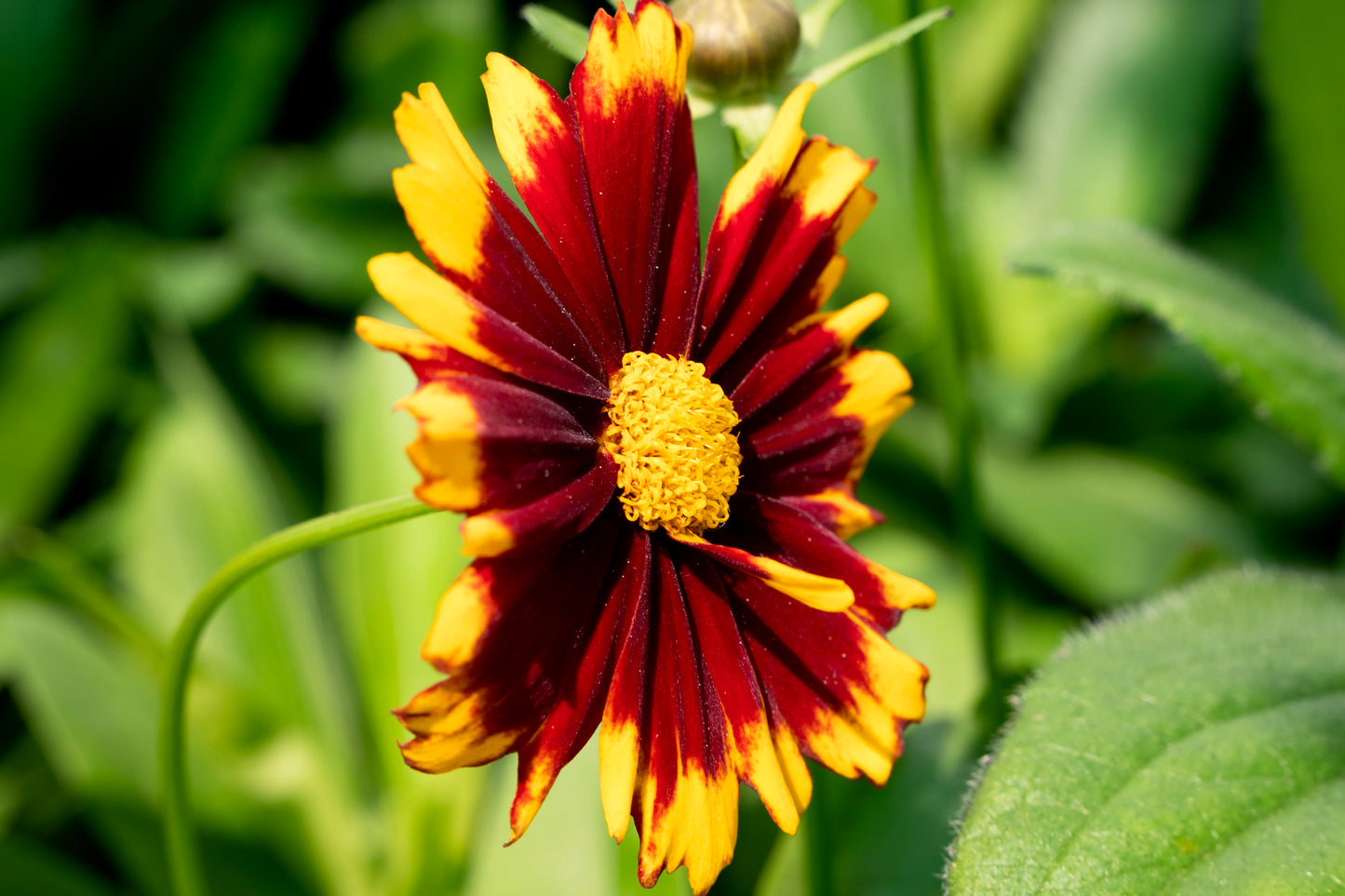 Red Tickseed