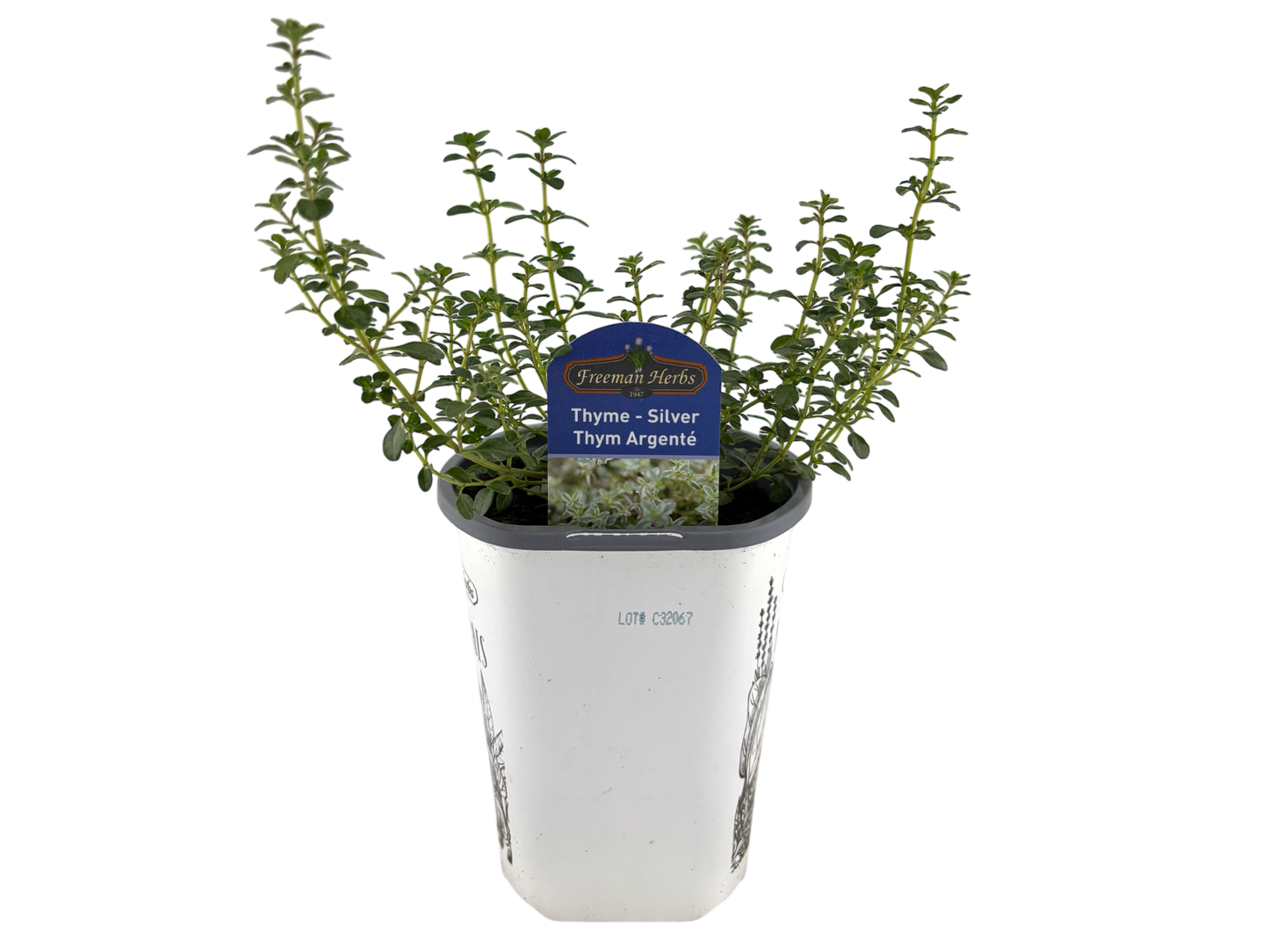 4" Thyme