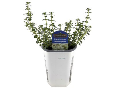 4" Thyme