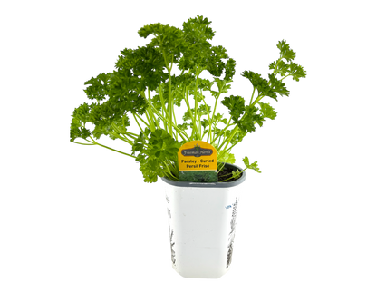4" Parsley