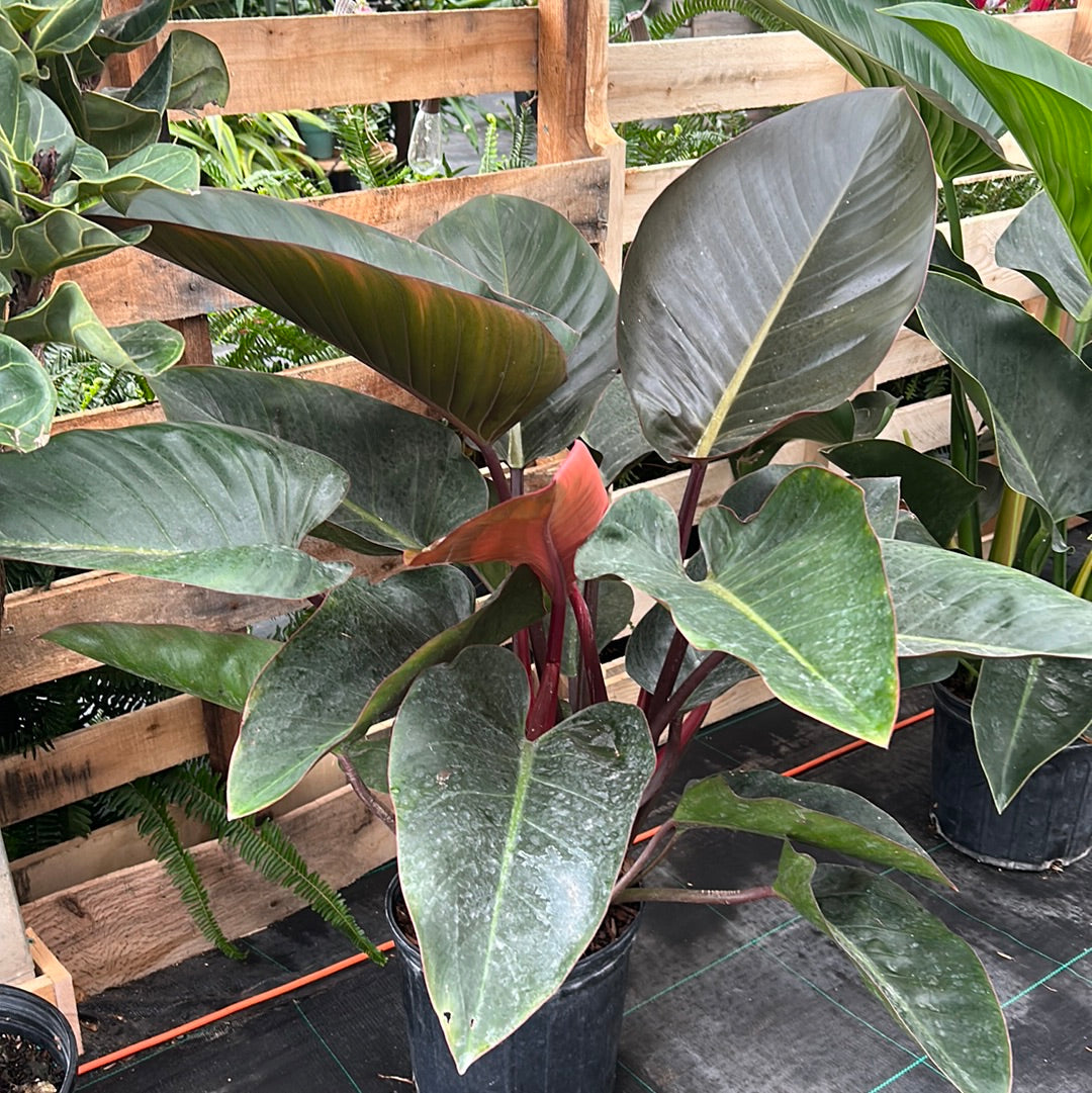 Red blushing Philodendron