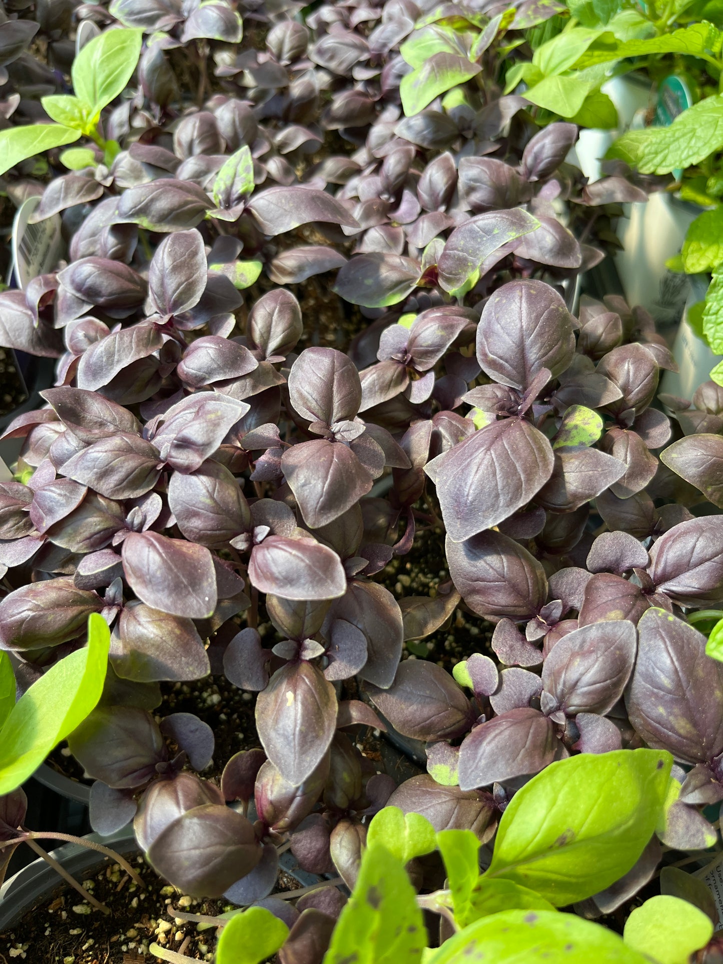 Basil Rosie