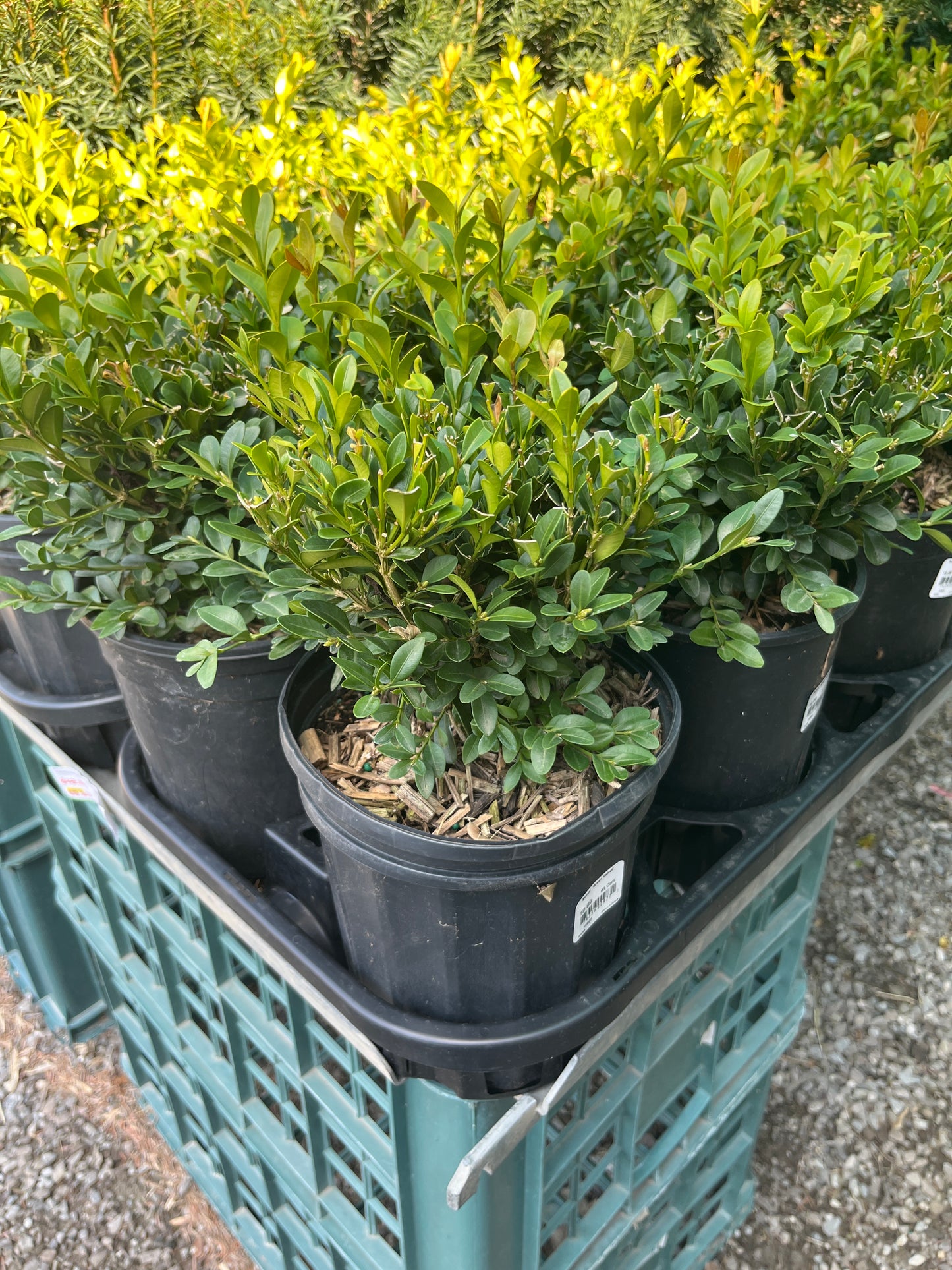 Buxus green velvet
