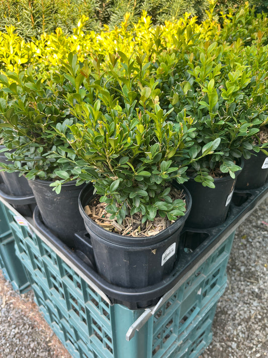 Buxus green velvet