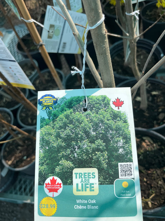 White oak 2 gallon