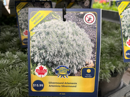 Silvermound Artemesia - 1 Gallon