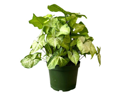 6" Dieffenbachia