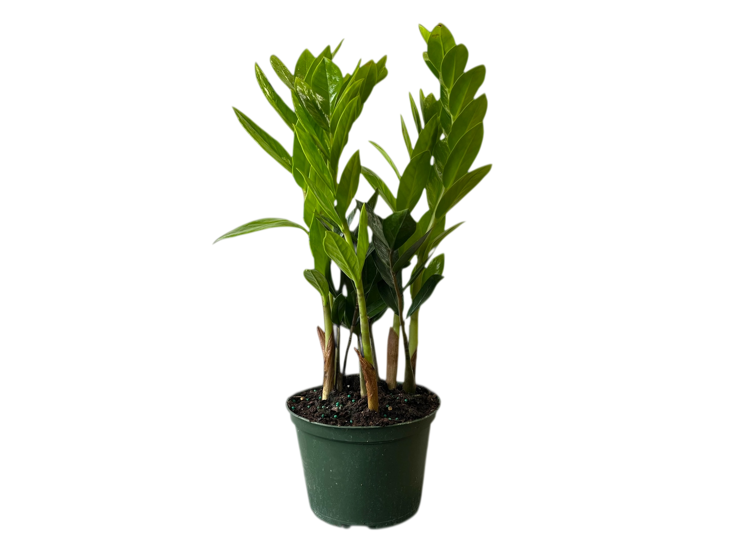 6" ZZ Plant