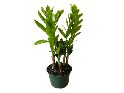 6" ZZ Plant