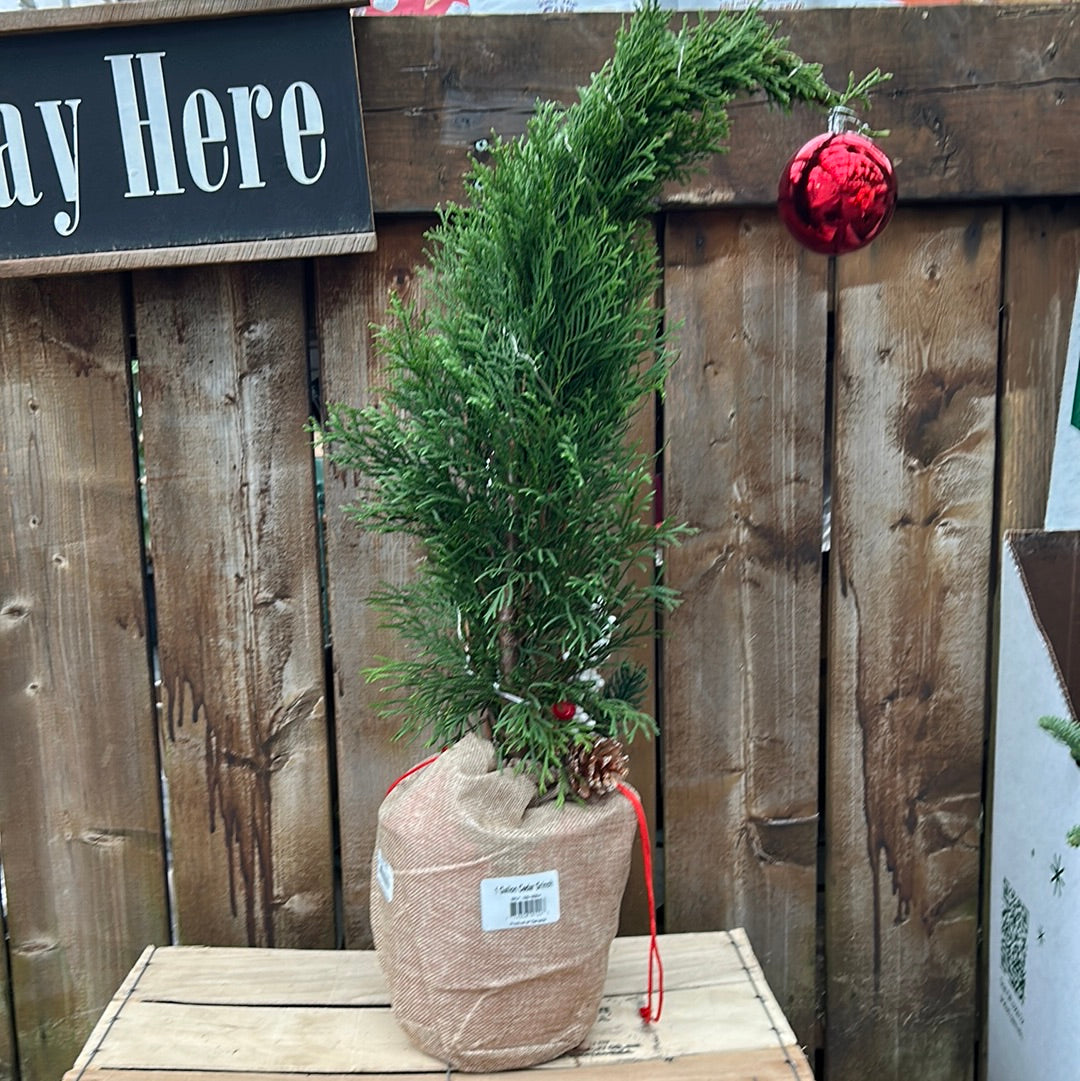 1 Gallon Cedar Grinch Tree