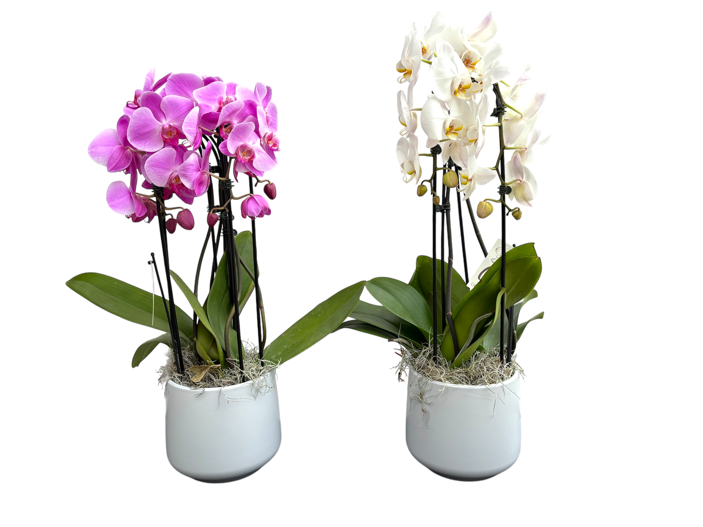 8" Phalaenopsis Orchid - Casa Waterfall Garden