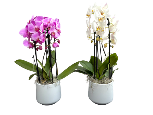 8" Phalaenopsis Orchid - Casa Waterfall Garden