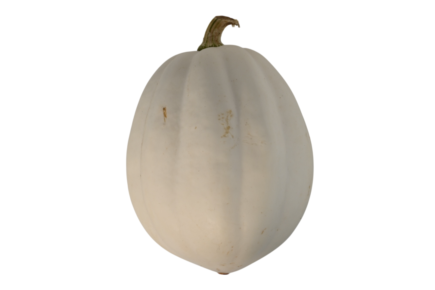 Local White Acorn Squash