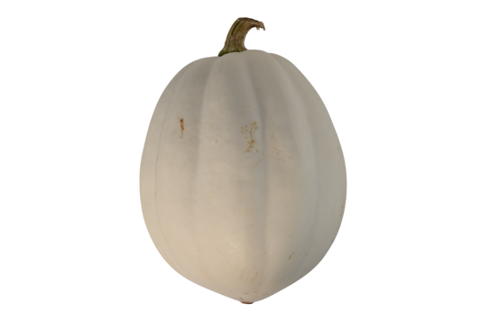 Local White Acorn Squash