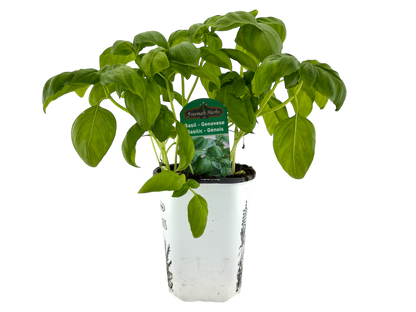4" Genovese Basil