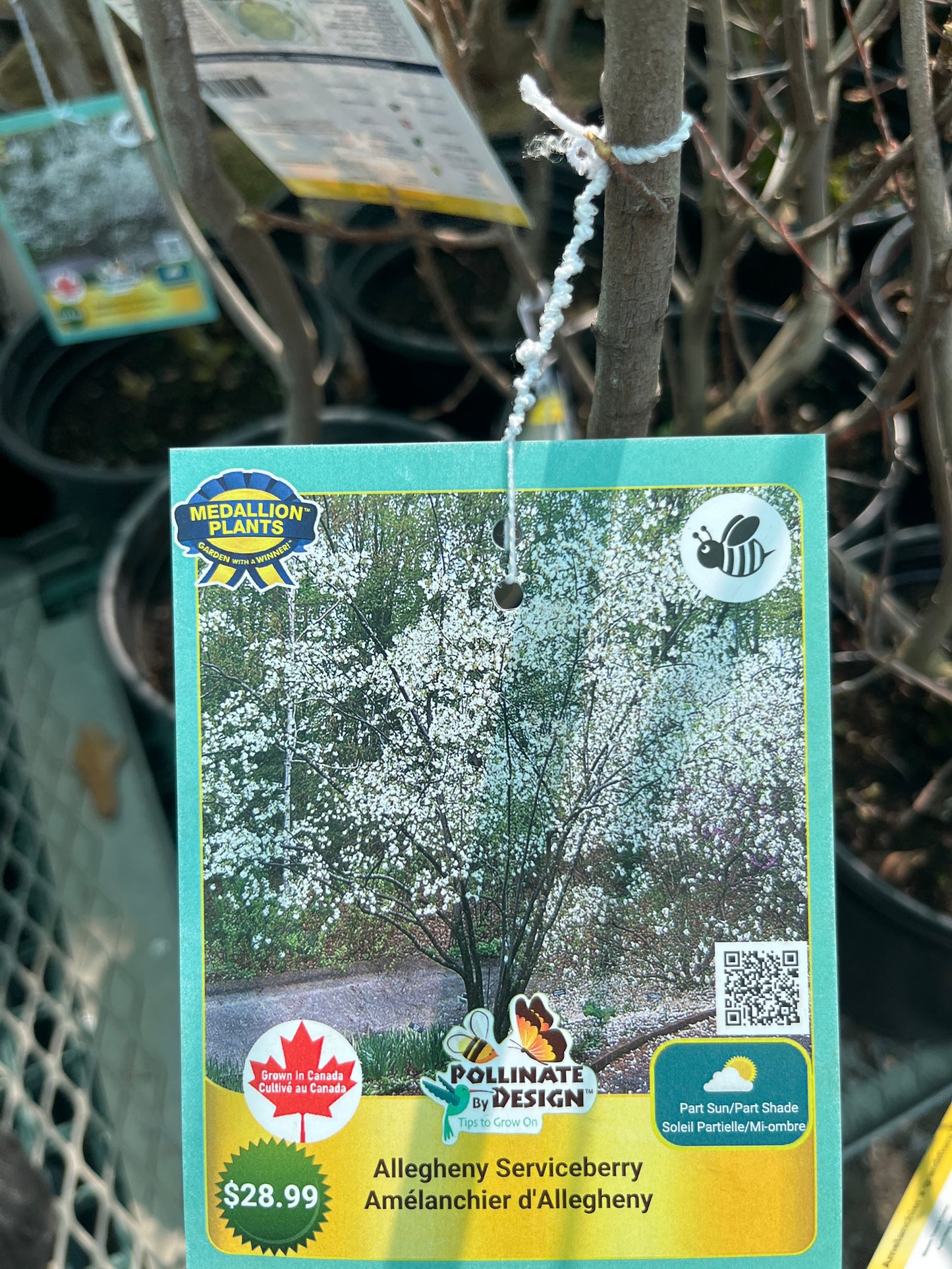 Allegheny serviceberry