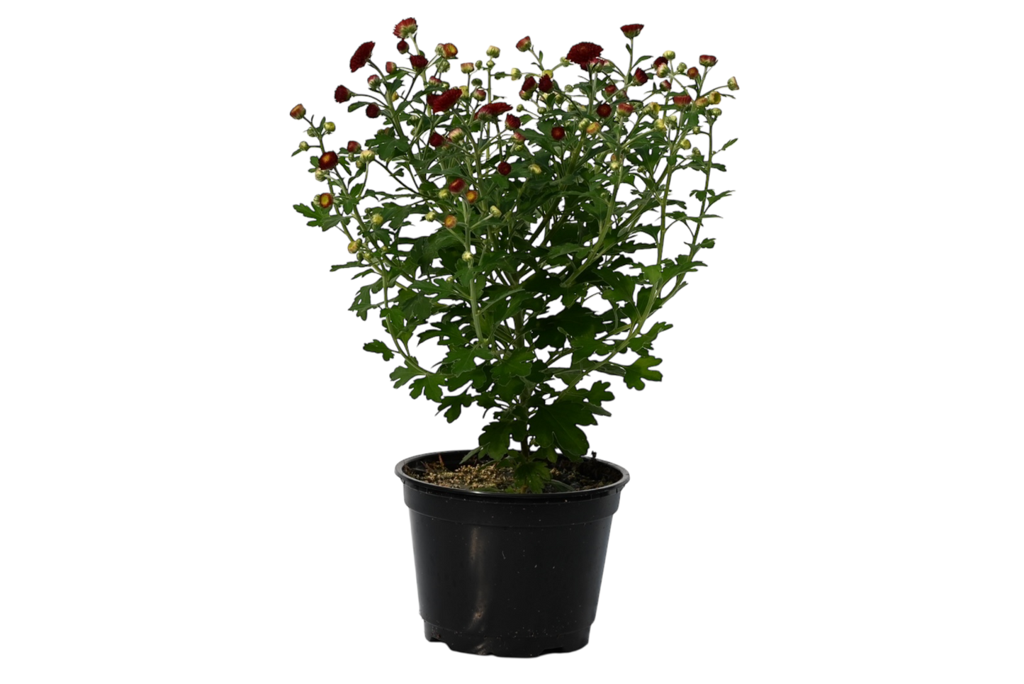 6” potted mum
