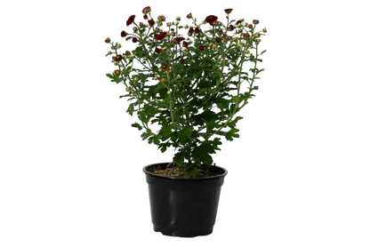 6” potted mum