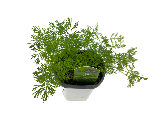4" Dill Plant
