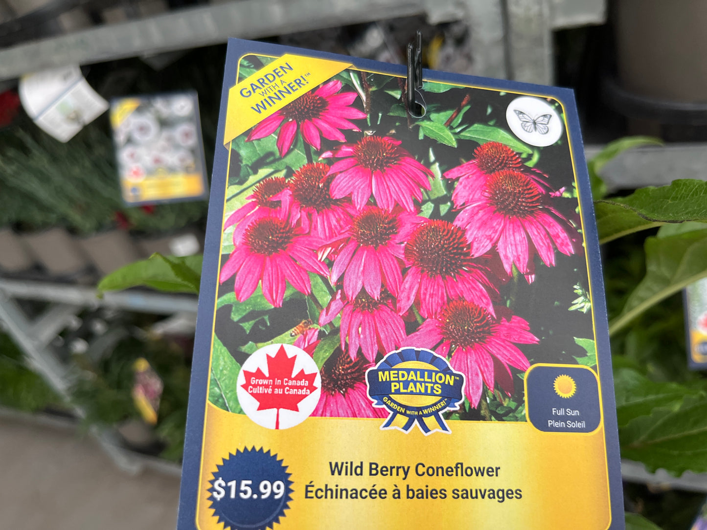 Coneflower - 1 Gallon