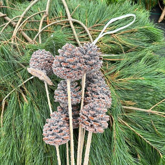 Regular Pine Cones - Snow