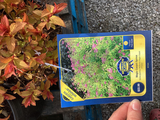 Magic carpet spirea