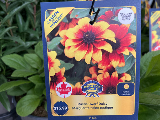 Rustic Dwarf Daisy