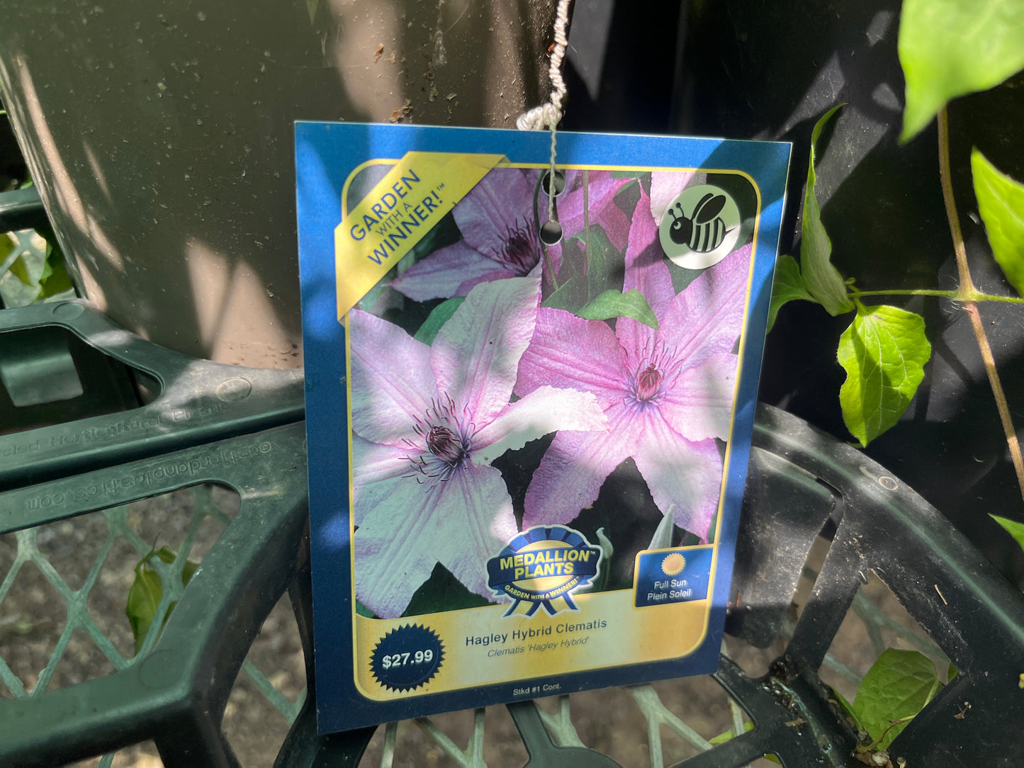 Hagley Hybrid Clematis