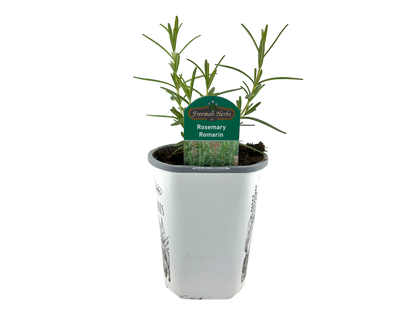 4" Rosemary