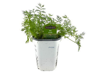 4" Dill Plant