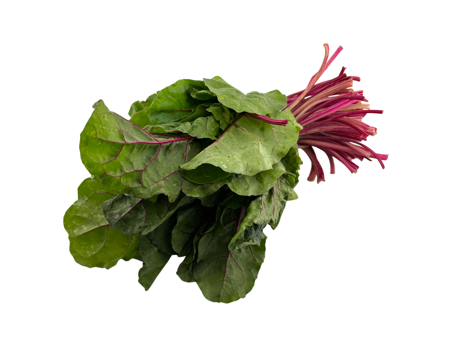 Red Swiss Chard - Local