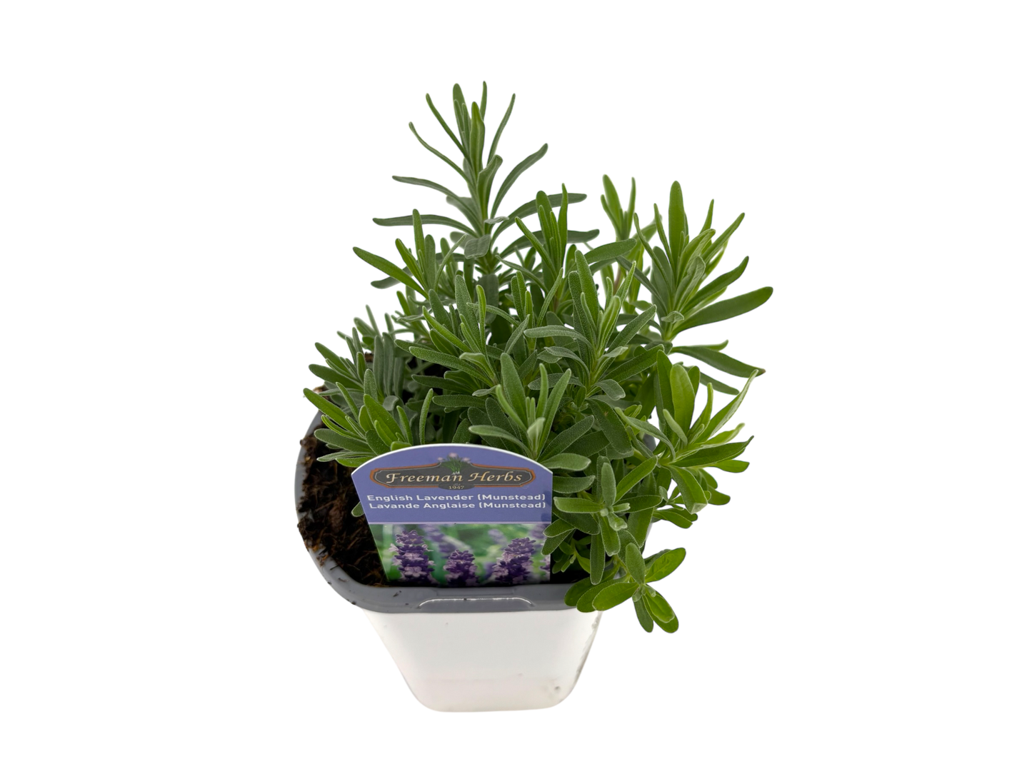 4" Lavender